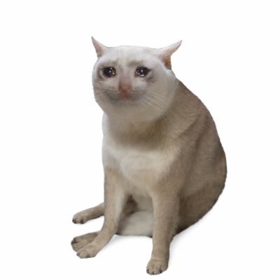 CASHCAT, facing forward