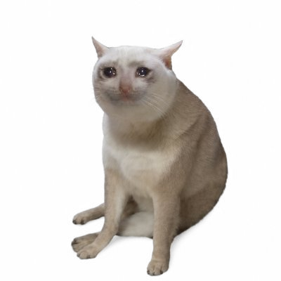 CASHCAT, facing forward